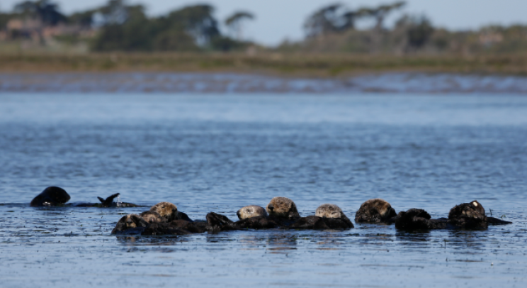 Floating Sea Otters in Elkhorn Slough